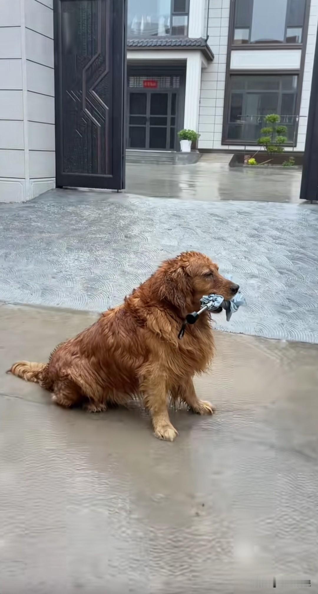 主人出门没带雨伞。它叼着雨伞在倾盆大雨里等待主人归来。它或许并非最为聪慧的那一个