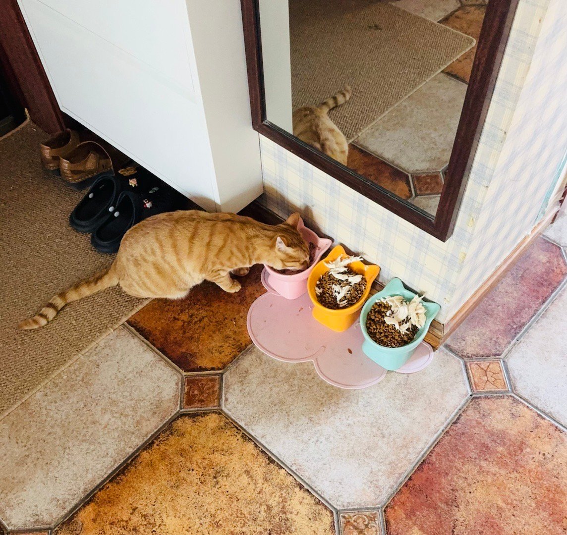 他长大以后我第一次感觉养猫好费钱！​​​
