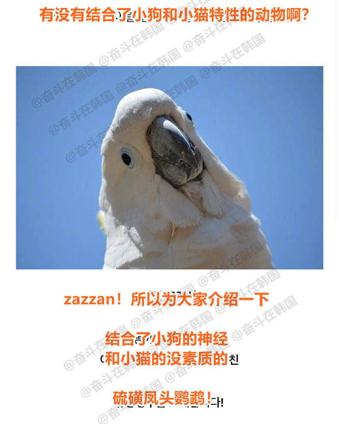有没有结合了小狗和小猫特性的动物啊？海外新鲜事​​​热点现场​​​
