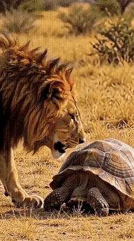 这头狮子上当了[捂脸哭]