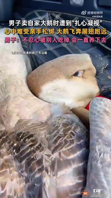 看哭了！广东汕尾一名男子养了一只大鹅，因为临近过年了，便想要把大鹅卖了挣点钱，谁