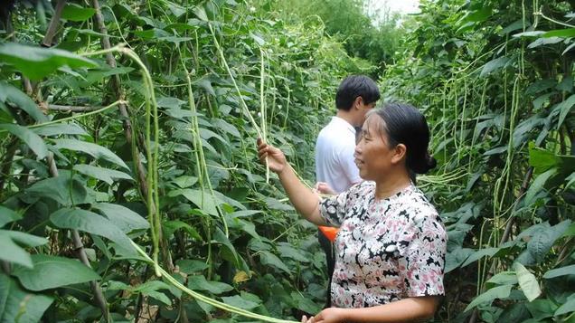 肥料也有相生相克, 以后可不要随便乱用, 很多人根本就不明白