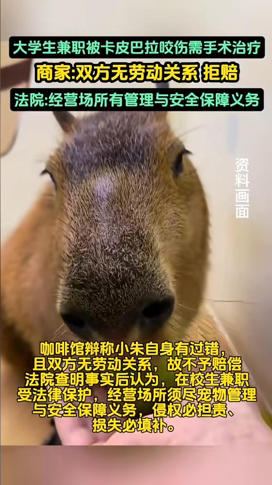 “大快人心！”陕西西安，一女子在咖啡馆兼职时，不小心被店里的卡皮巴拉（水豚）咬伤