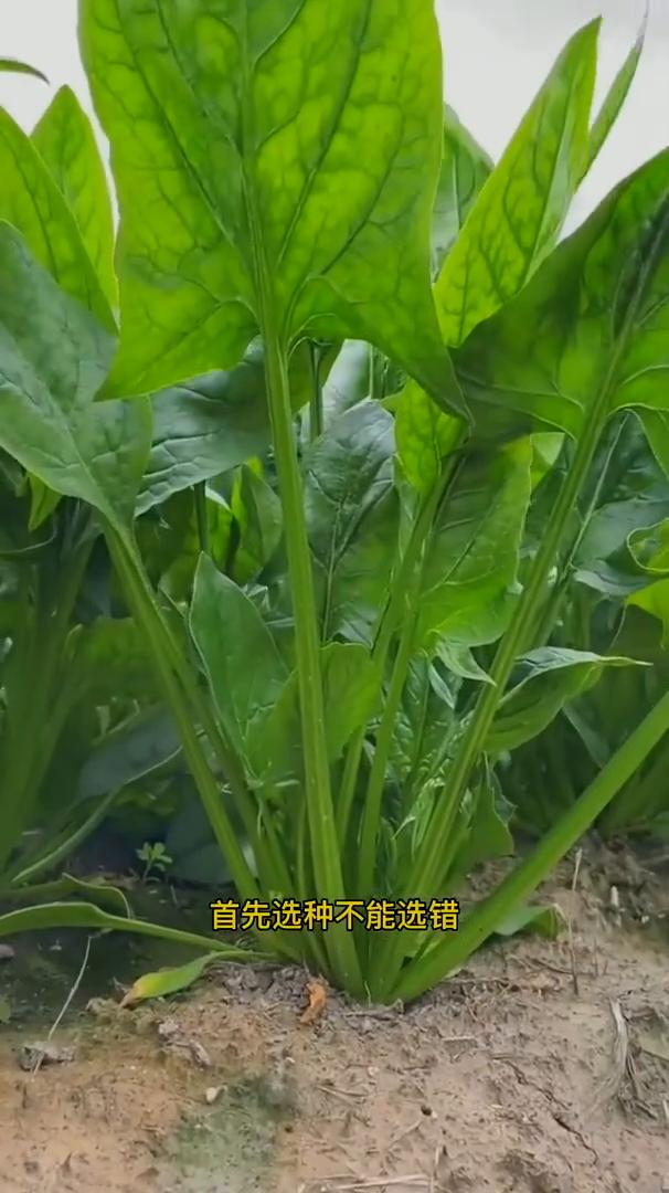 菠菜这样种出苗齐、产量高，四个核心关键点。8月种菠菜长得像锅盖，进入8月份秋菠