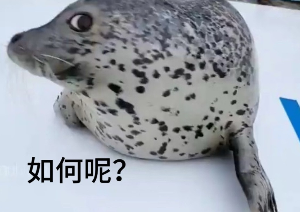 每天一条冷知识夏威夷僧海豹喜欢的猎物总是藏在珊瑚礁里，但由于它们没有手，所以只