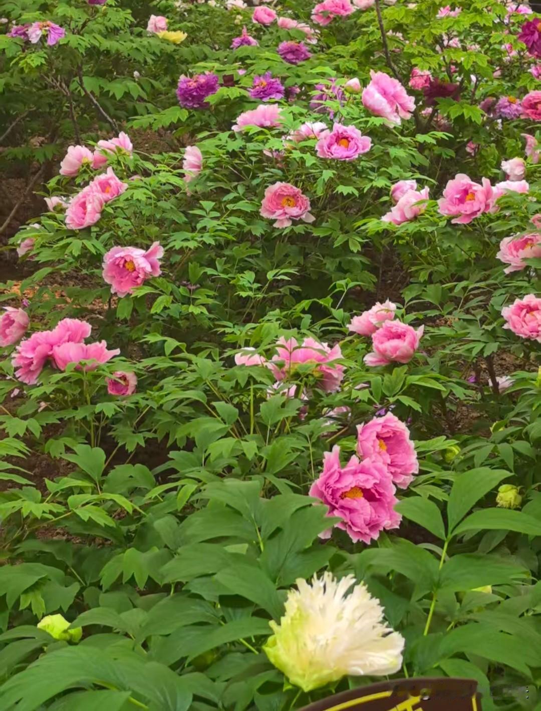 早饭吃对了，胜过保健品​​1. 温开水睁眼先喝一杯温白开，润肠、醒血，比啥都