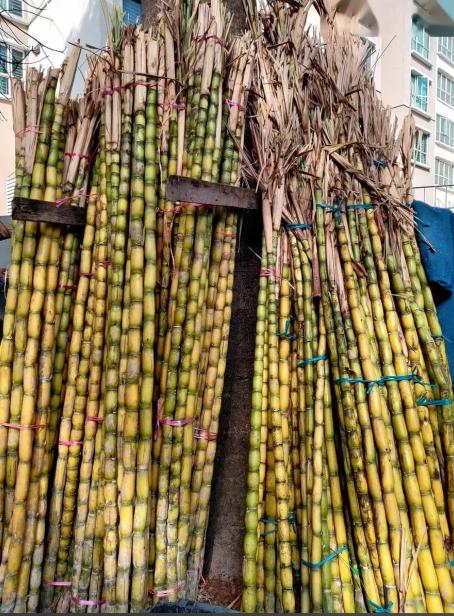 刷到这个新闻我直接惊掉下巴！在上海买一根甘蔗居然要91块钱？这价格够我在老家买一
