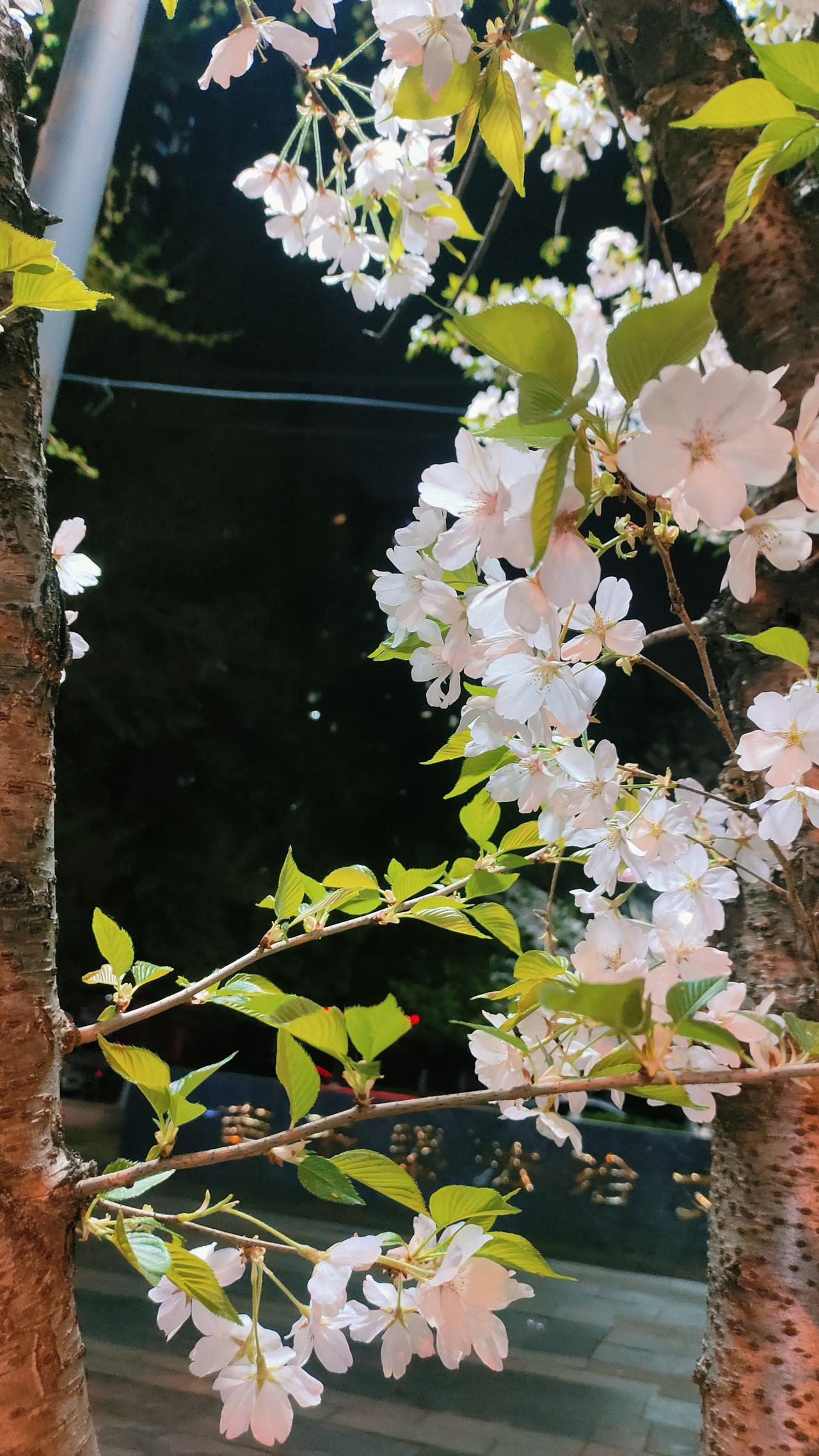 春暖花香—过敏的孩子遭殃周五下午放学，小马背着书包气喘吁吁地走过来对我说：妈妈