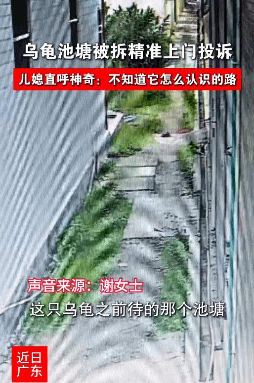 🐼万物皆有灵！广东汕头，一女子发视频分享，她家公公平时总爱去附近的水塘投喂