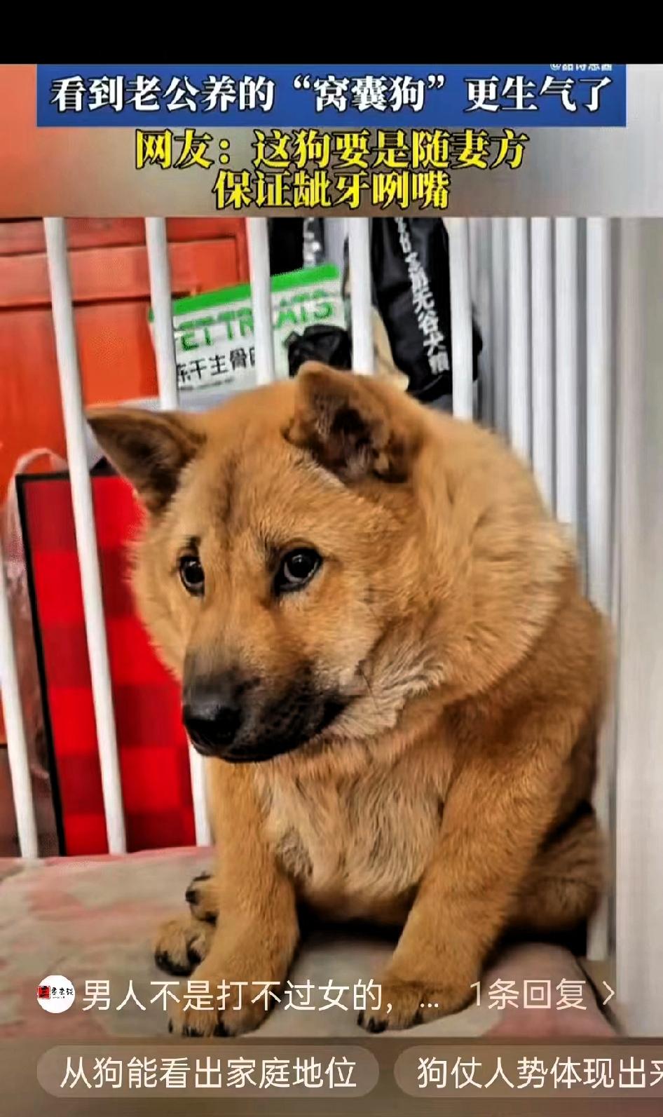 女子跟老公吵架后，看到老公养的狗狗，正夹着尾巴蹲在角落里，怯怯地望着自己。就对着