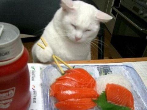 猫咪的日常搞笑故事, 喜欢动物的小伙伴们, 不要错过噢!