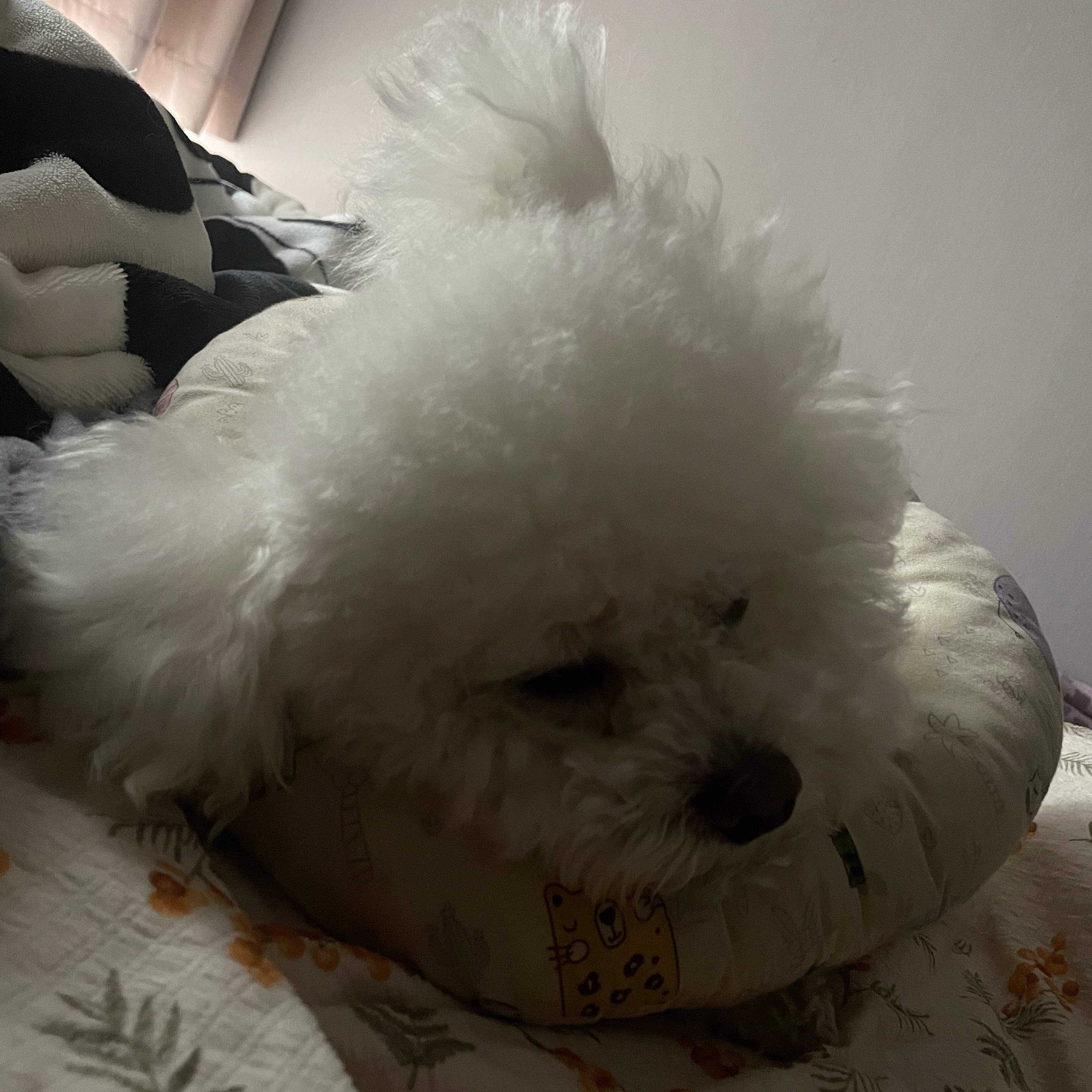 小狗睡觉的时候在想什么呢会做梦吗💭