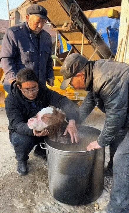 这事儿真是没想到，半夜里牛犊生下来了，都没人发现。等看到的时候，小家伙都快不