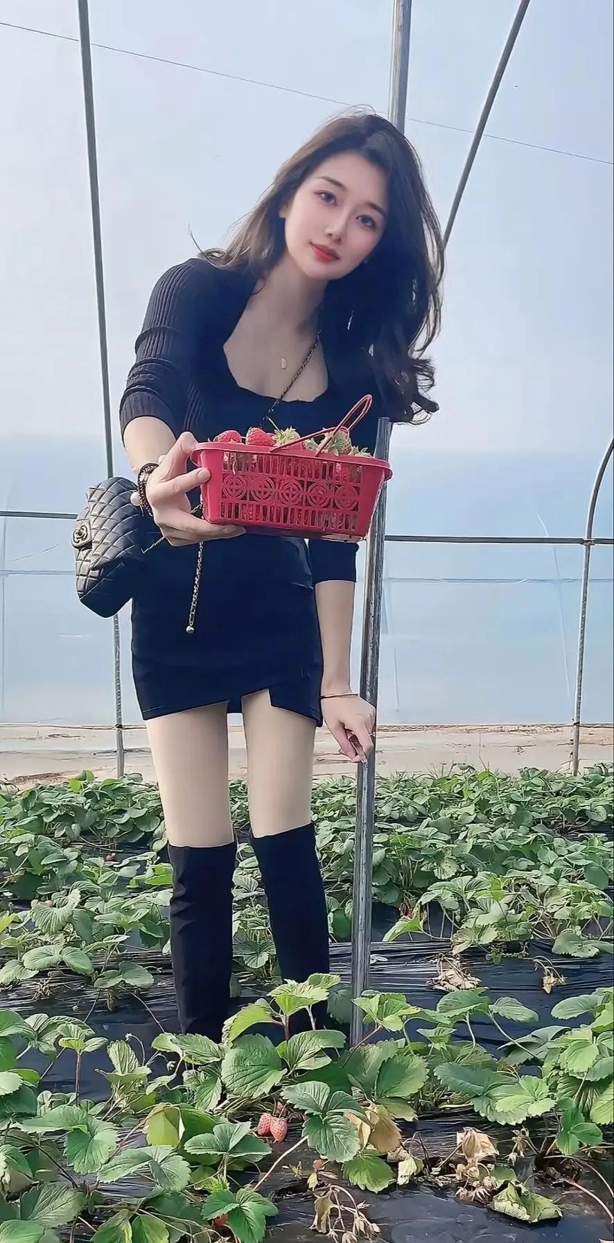 草莓采摘的甜美时光，收获满满的一天！🍓💕