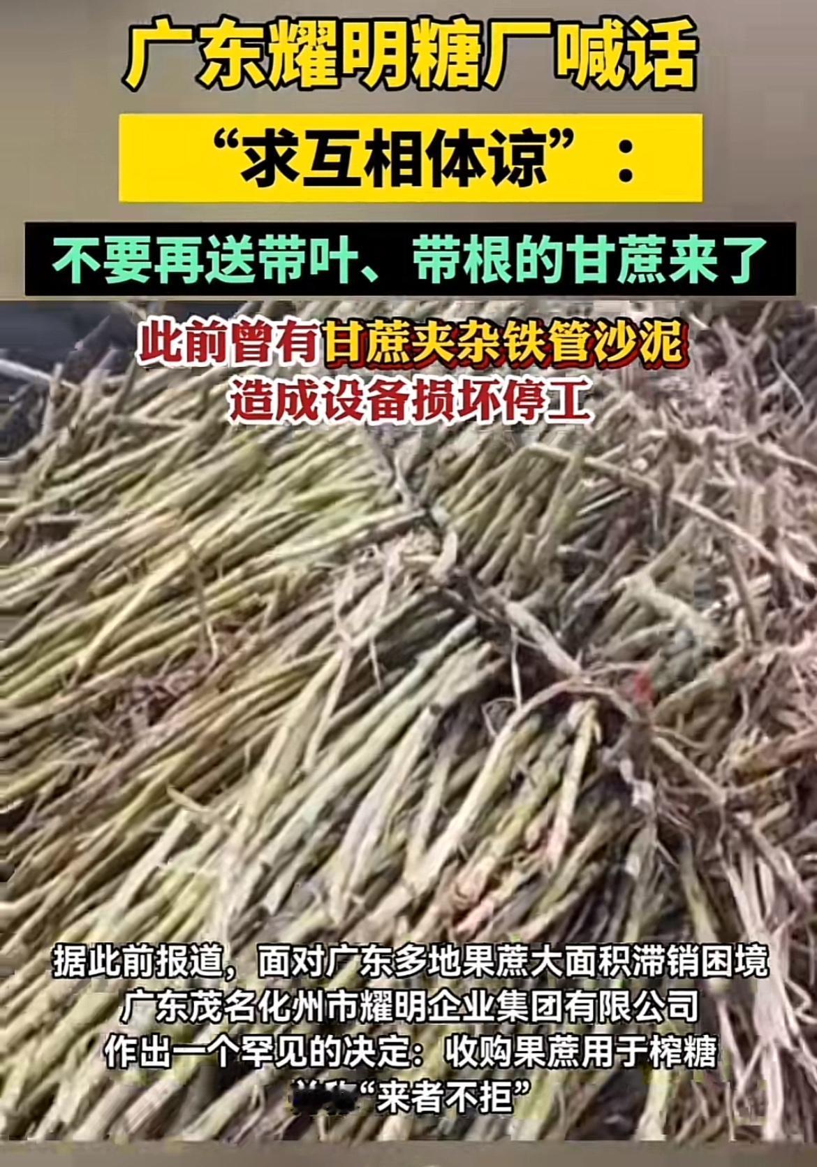 广东茂名化州耀明糖厂堪称“全网最暖糖厂”，之前承诺“来者不拒”收购滞销果蔗，解决