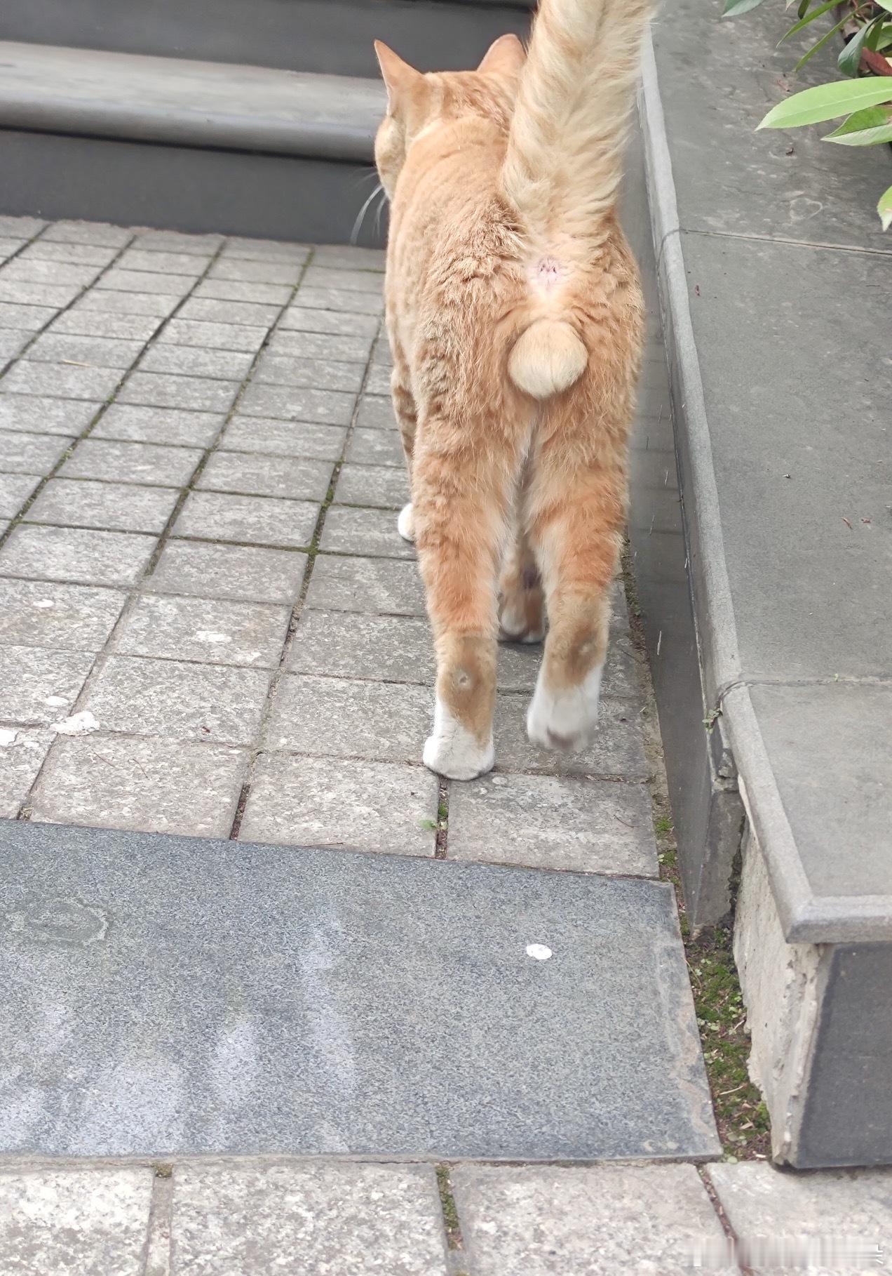 好久没见到这么健全的小猫咪了