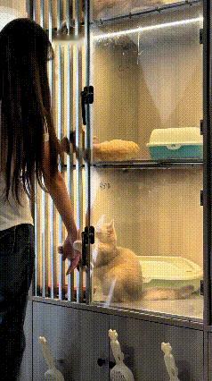 小姐姐来到宠物店看小猫，柜子里上下两只猫咪全都凑过来撒娇。下层这只小猫，隔