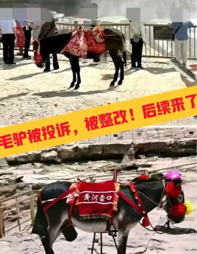 壶口瀑布“驴哥”摘掉遮羞罩，游客直呼“太离谱”！