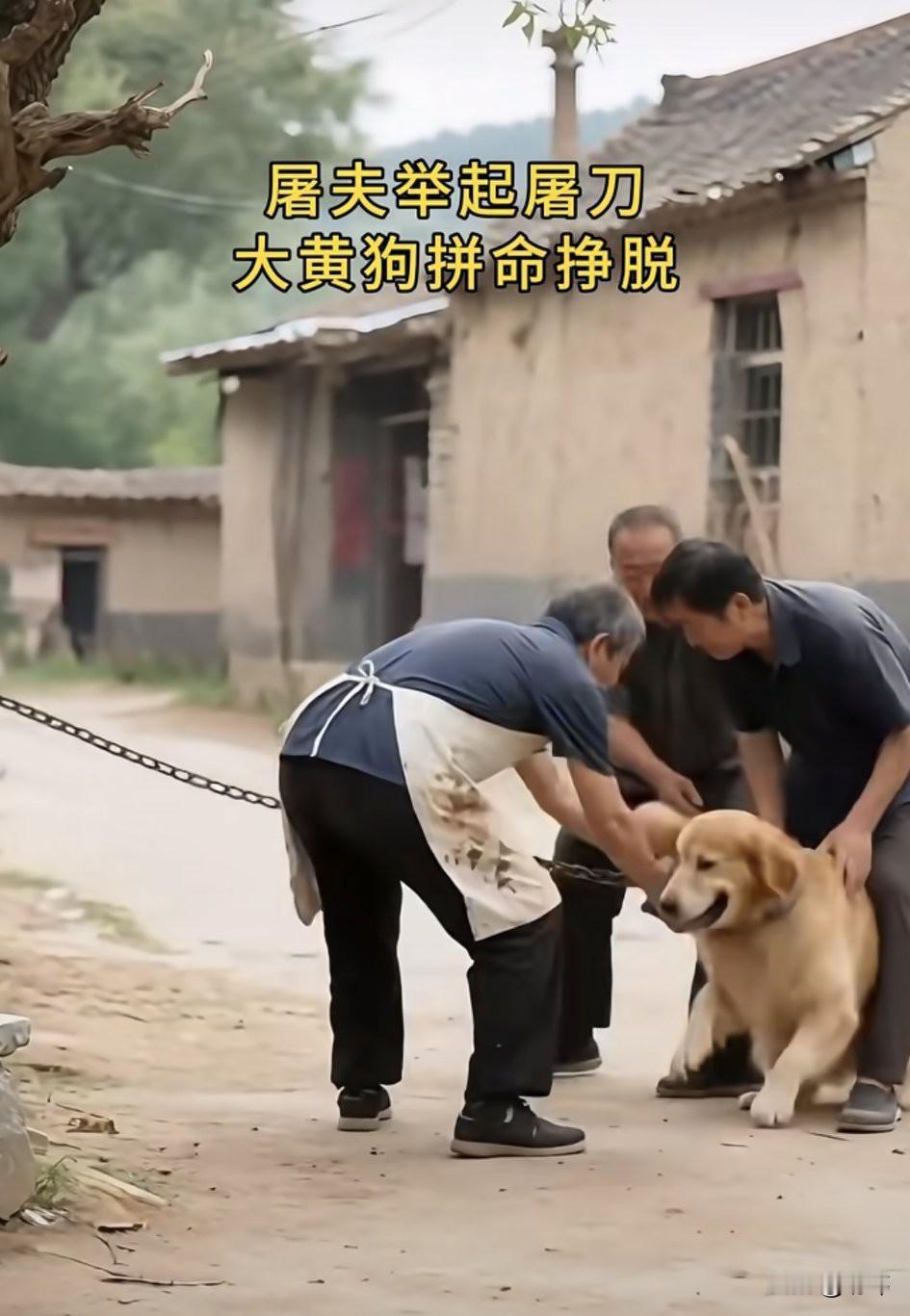太可怜了！这天一位小姐姐和朋友去一个村子里玩，结果听到有狗狗惨叫的声音，善良的她