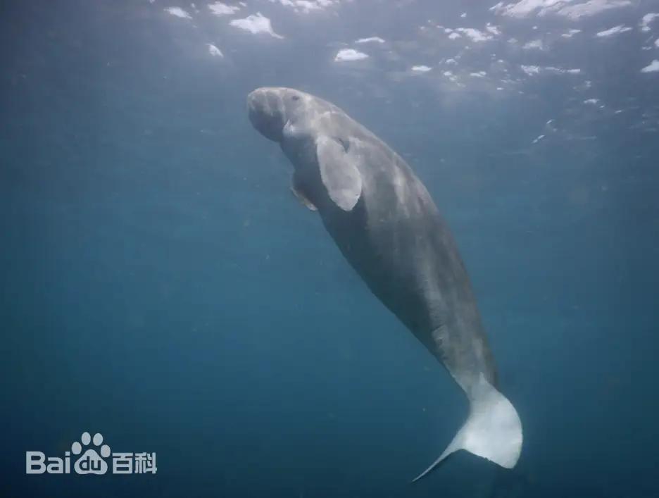 “美人鱼”惨死湛江海滩：儒艮尸体背后的三重警钟，打的不只是广东的脸！1️⃣