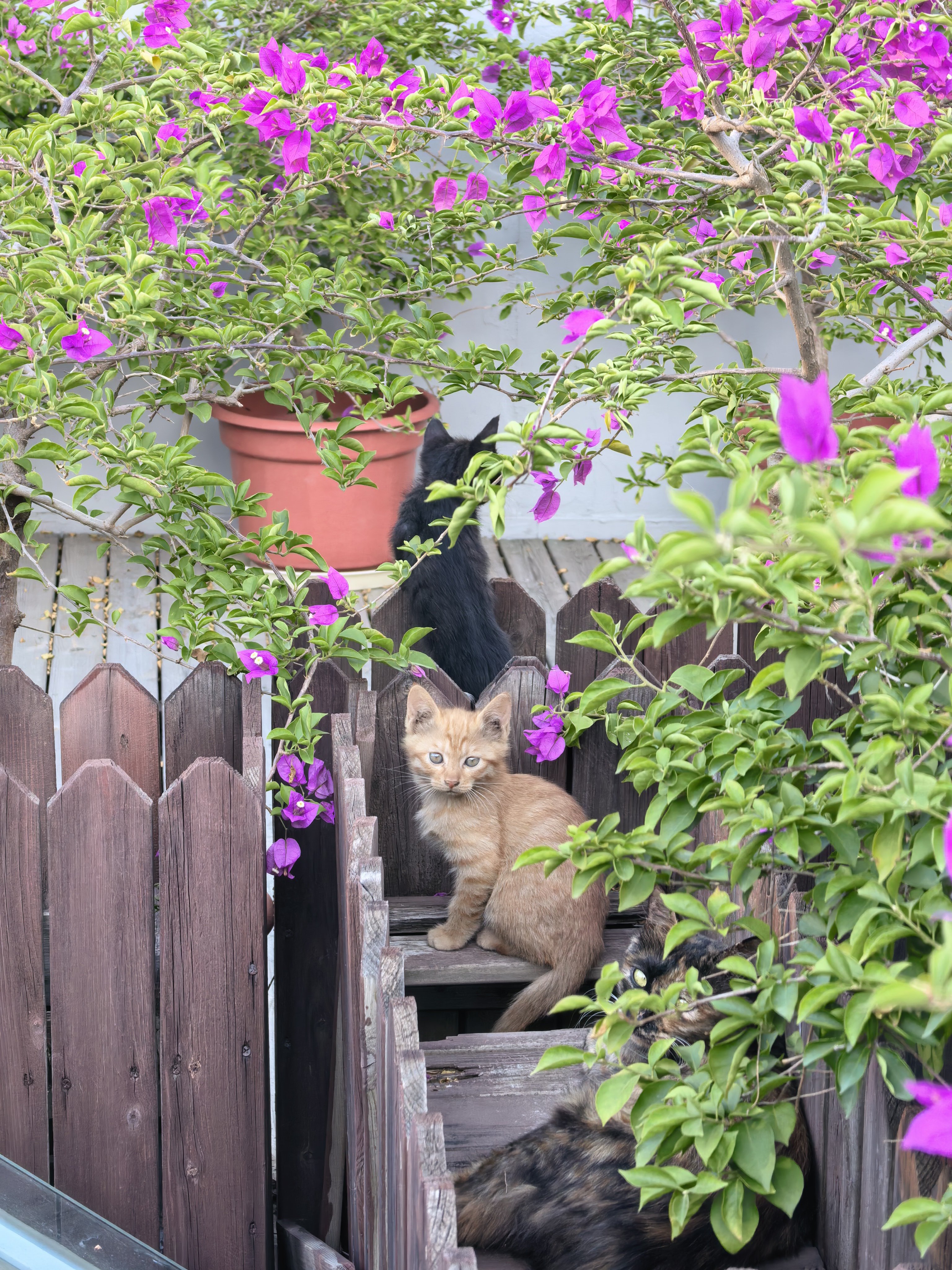 公司这边的流浪猫太多了，又生了一堆小猫咪，太可爱了[捂脸哭][大笑]你们能想到这俩