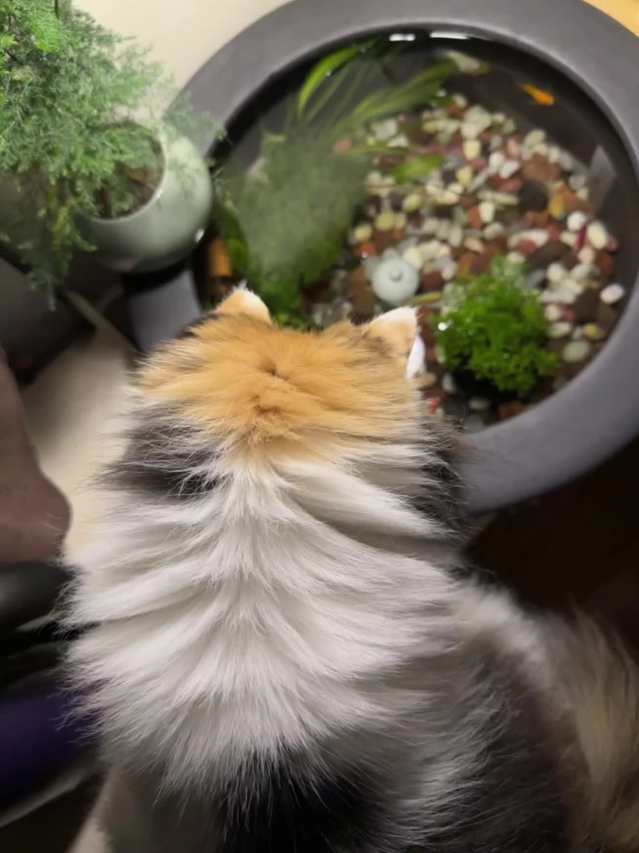 养宠物哪有不疯的  一张照片证明你养猫 猫咪的迷惑行为 我家那一身反骨的猫咪