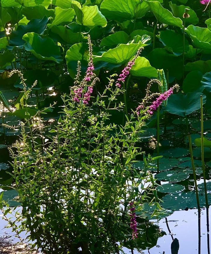 荷花池里拍到的。#今早的荷花##湖池赏荷##古风荷花池#