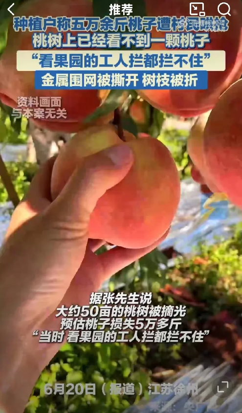 真是丢脸啊，这下全国人民都知道了！前有村民哄抢百万斤土豆，现有村民哄抢5