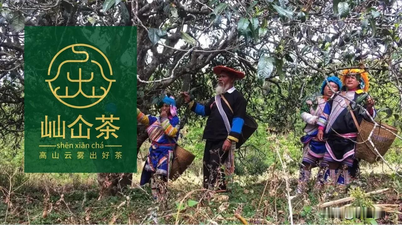 你开始喝普洱茶的契机是什么?我与普洱茶的初遇：从味觉震撼到生命共鸣----