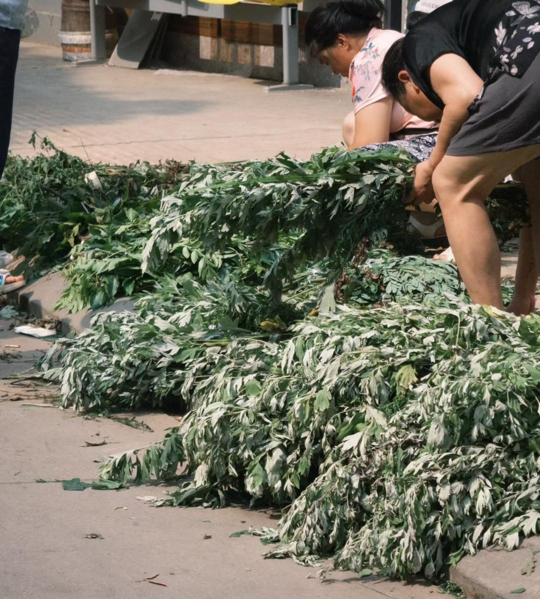 端午采艾时逢端午暖风柔，市井沿街艾草稠。妇媪阶前分翠束，行人肩上挎青流。
