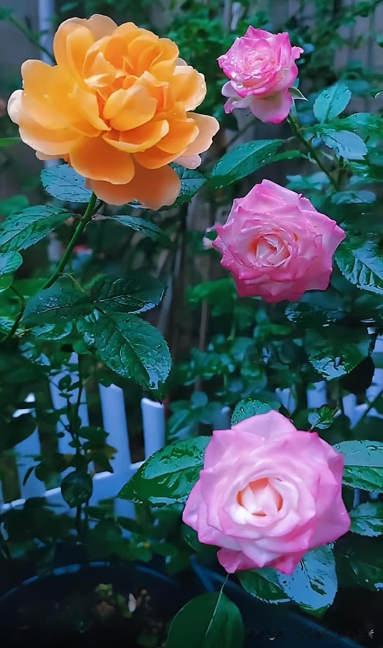 刚刚去阳台，发现月季开得真好看！橙的、粉的几朵花挤在一起，叶子上还挂着露珠，