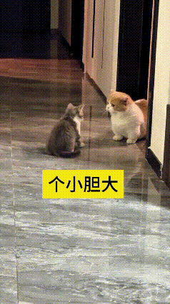 我刷着这视频直接笑出眼泪，你瞅瞅这小不点灰猫，个头嫩小，胆儿倒是老大！堵着门口跟