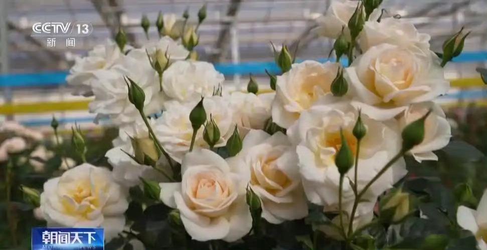 太空月季回来了哇！太空种的月季回来了！感觉好神奇有点不真实的样子你们觉得好看吗？