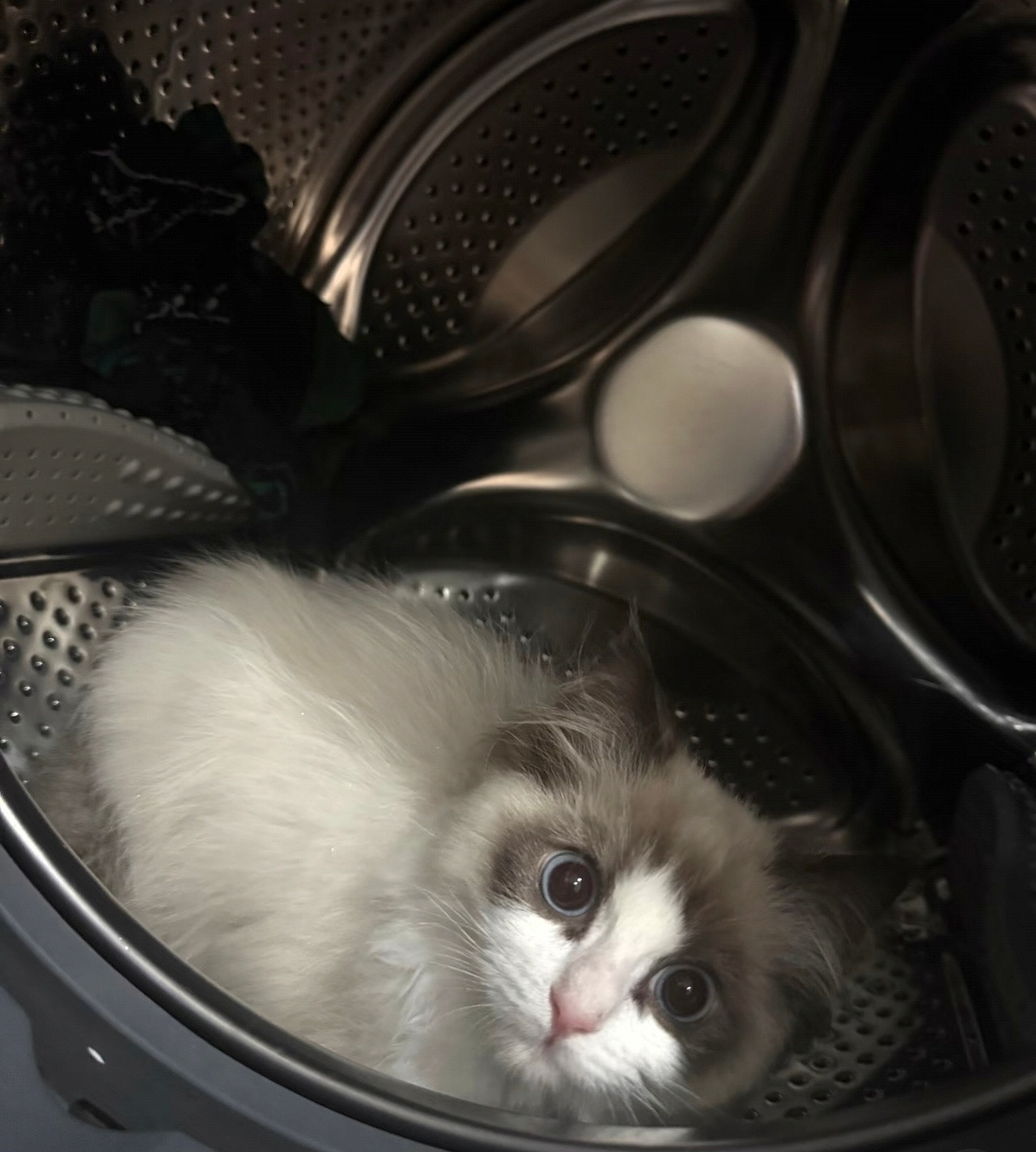 养宠家庭如何选洗衣机谁懂养布偶猫的痛啊！换毛季家里的猫毛满天飞，衣服、沙发、猫