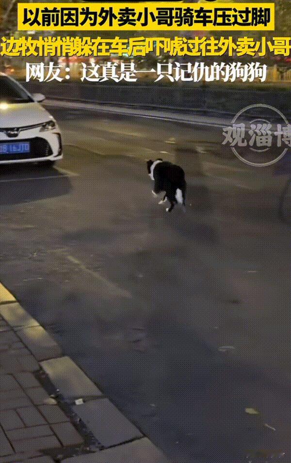 笑不活了！吉林，狗狗之前被外卖小哥骑车不小心压过一次脚，从那之后好像就有阴影了。