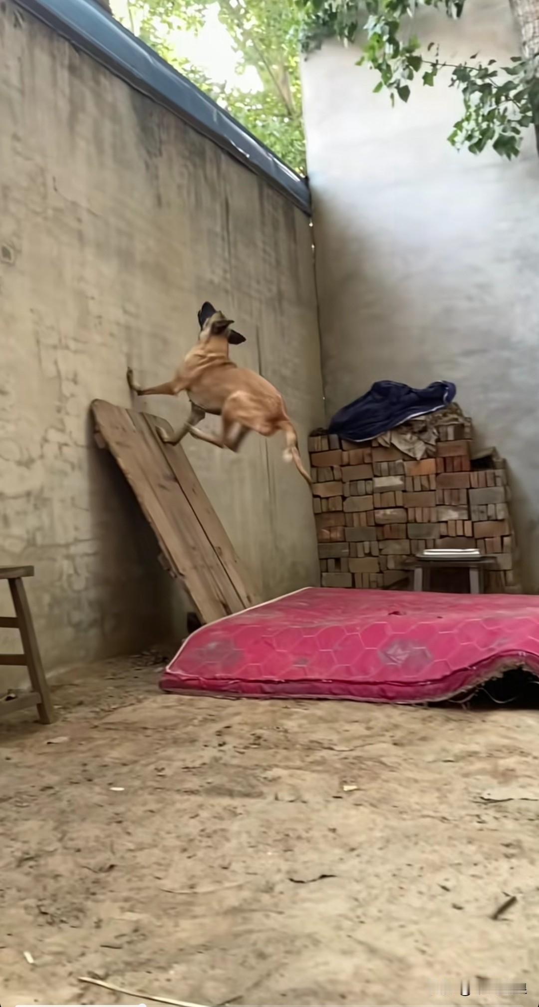 马犬空中取物的表现，着实超乎人们的想象。只见它起步处有一块合板靠在墙上，它纵身趴