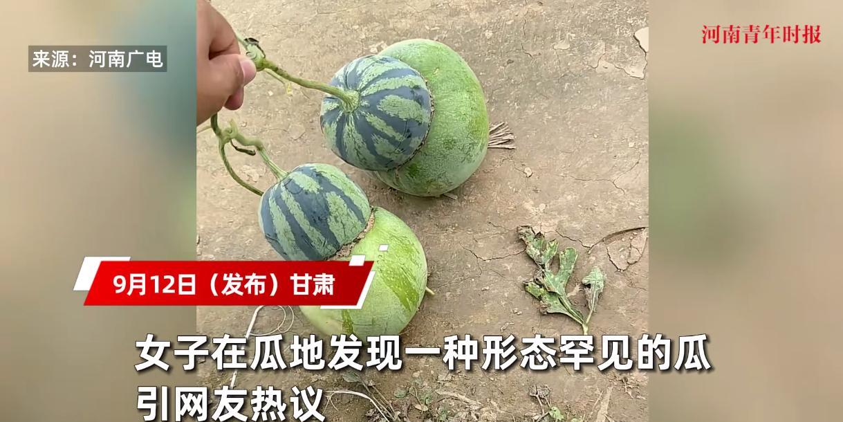 “活久见！”9月12日，甘肃，一女子在自家的瓜地里偶然间发现一个造型奇特的瓜，上