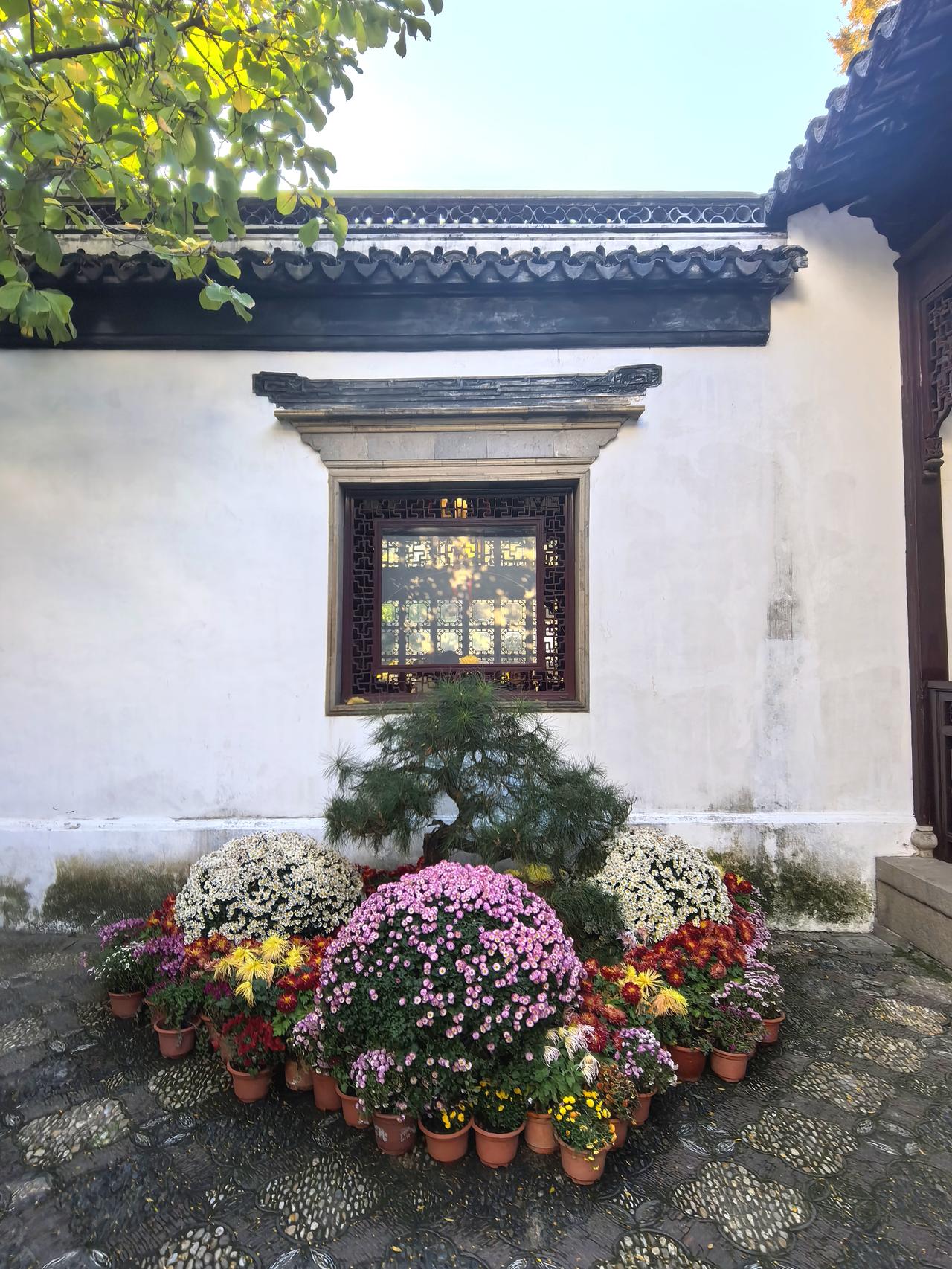 寒后狮林，菊韵藏秋。昨日寒潮过境苏州，朔风卷着寒意漫过古城街巷，让这座江南城猝