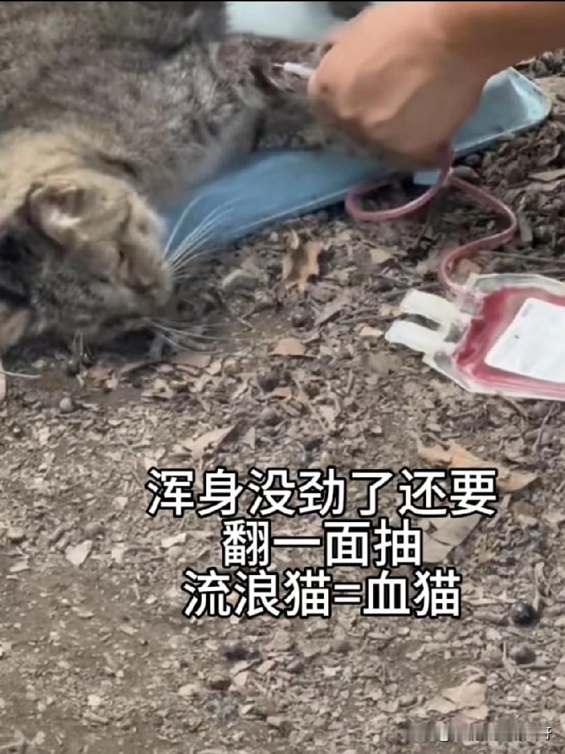又一黑色产业链被扒！刷到一条视频，一只流浪小猫被血贩子抽血，小猫浑身的血快抽