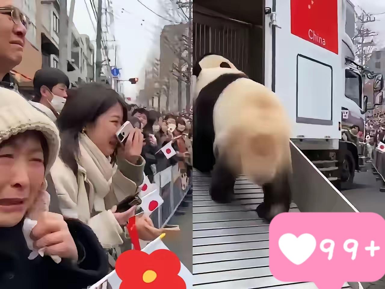 今天，（1月27日），是旅日大熊猫晓晓、蕾蕾回家的日子！这对日本境内最后的大熊猫