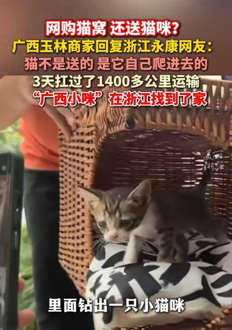 太幸运了！这只广西小咪在浙江给自己找到了家。 最近三天，全网都在为一只小猫咪