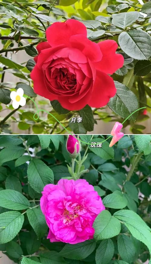 月季玫瑰和蔷薇，花色鲜艳，花期长，一年四季包括室内养植都常伴人们度过美好时光，所