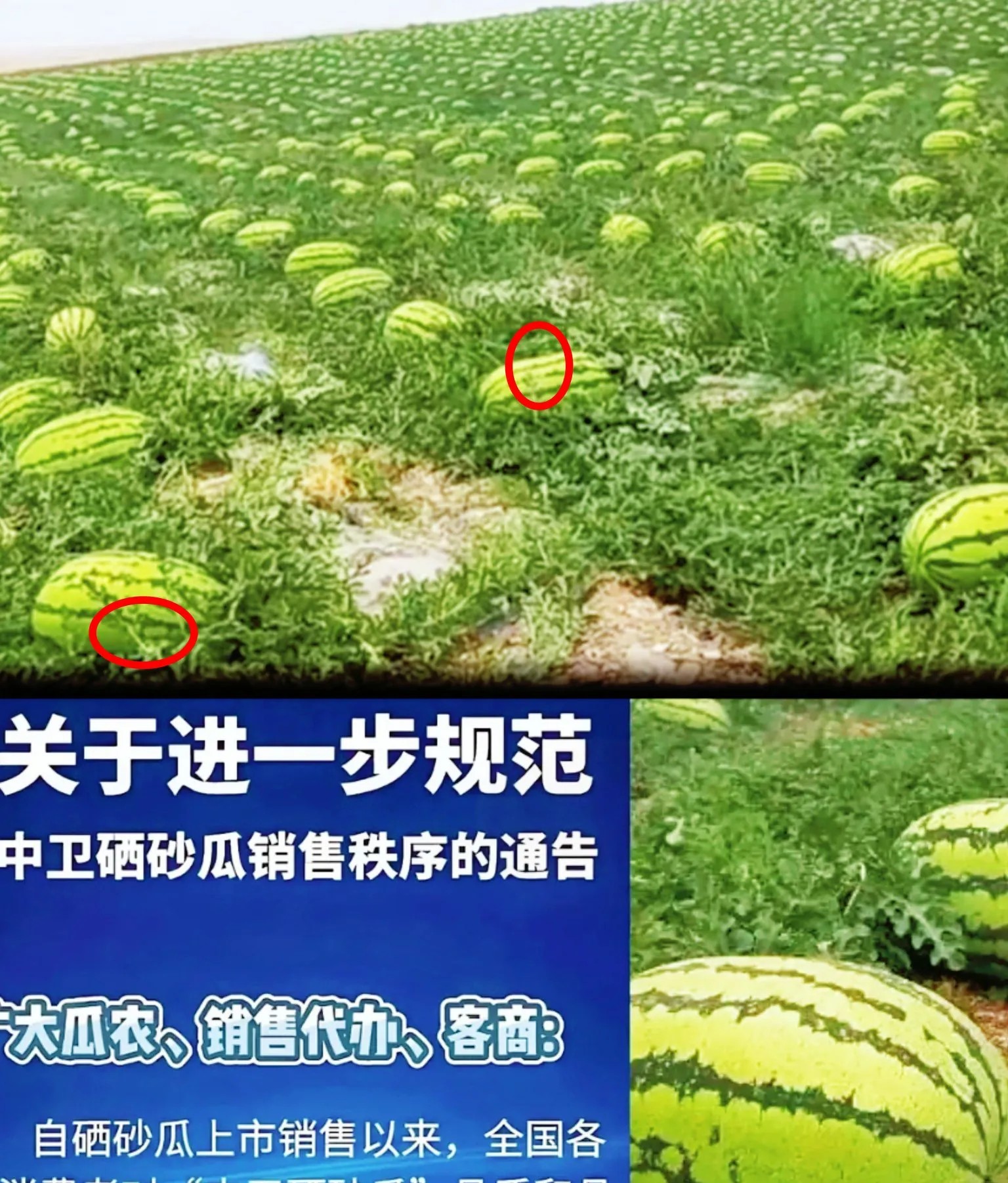 这回宁夏西瓜要火一把了估计种植户做梦都没料到吧​宁夏西瓜种植户去年违约