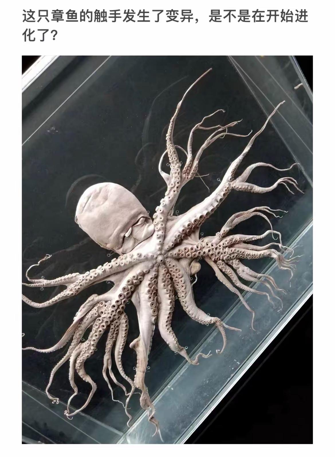 章鱼触手变，似树非树生。