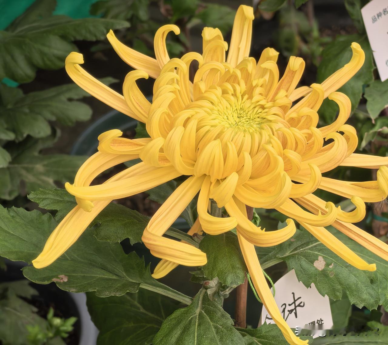 请友友帮我分辨一下：青岛和天津，哪个城市公园的菊花品种更出色？在这里要说明的一