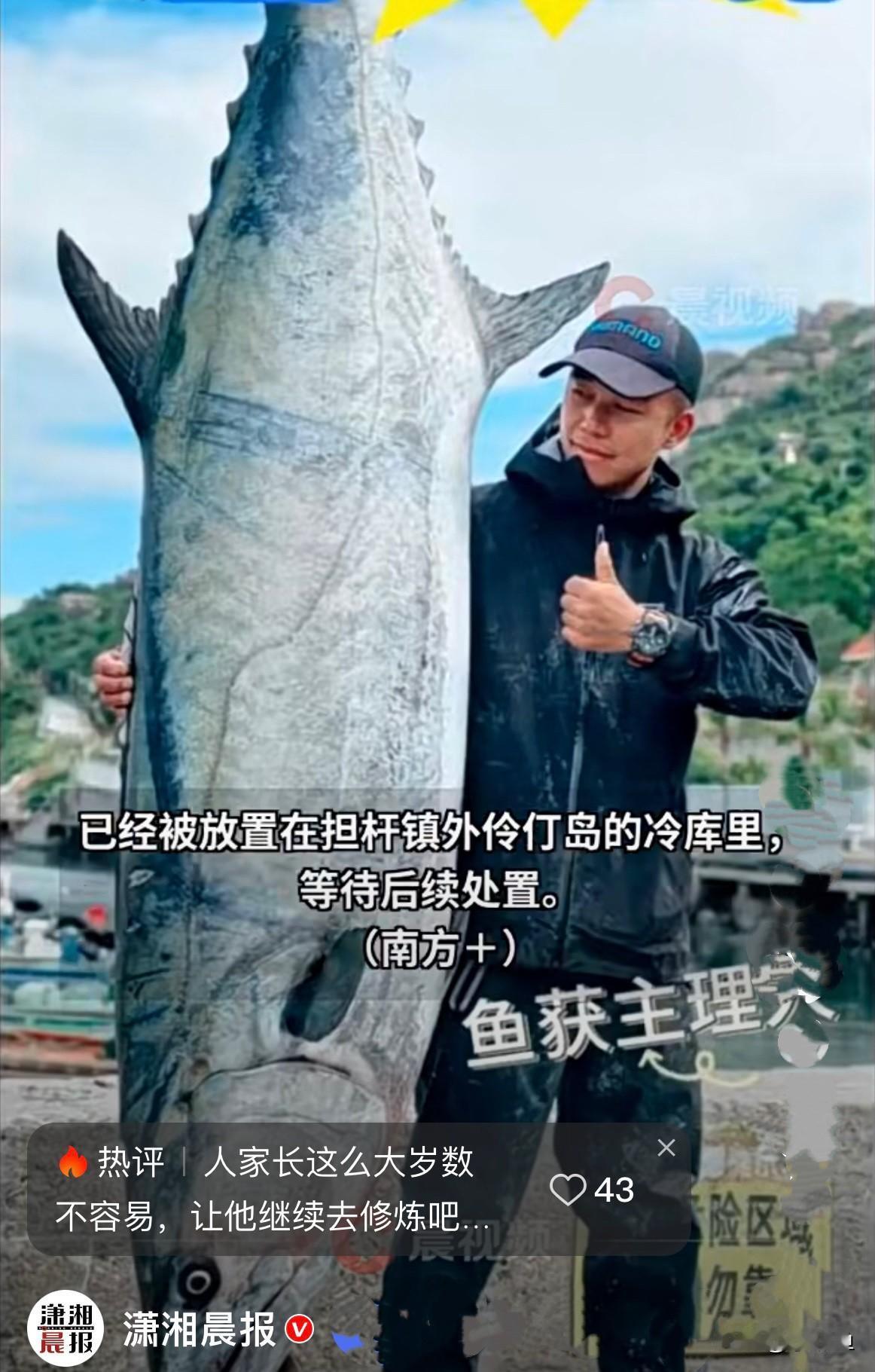 近日，珠海一男子在一海域钓到一条长2.6米、重227.2斤的中华马鲛鱼，太大了，
