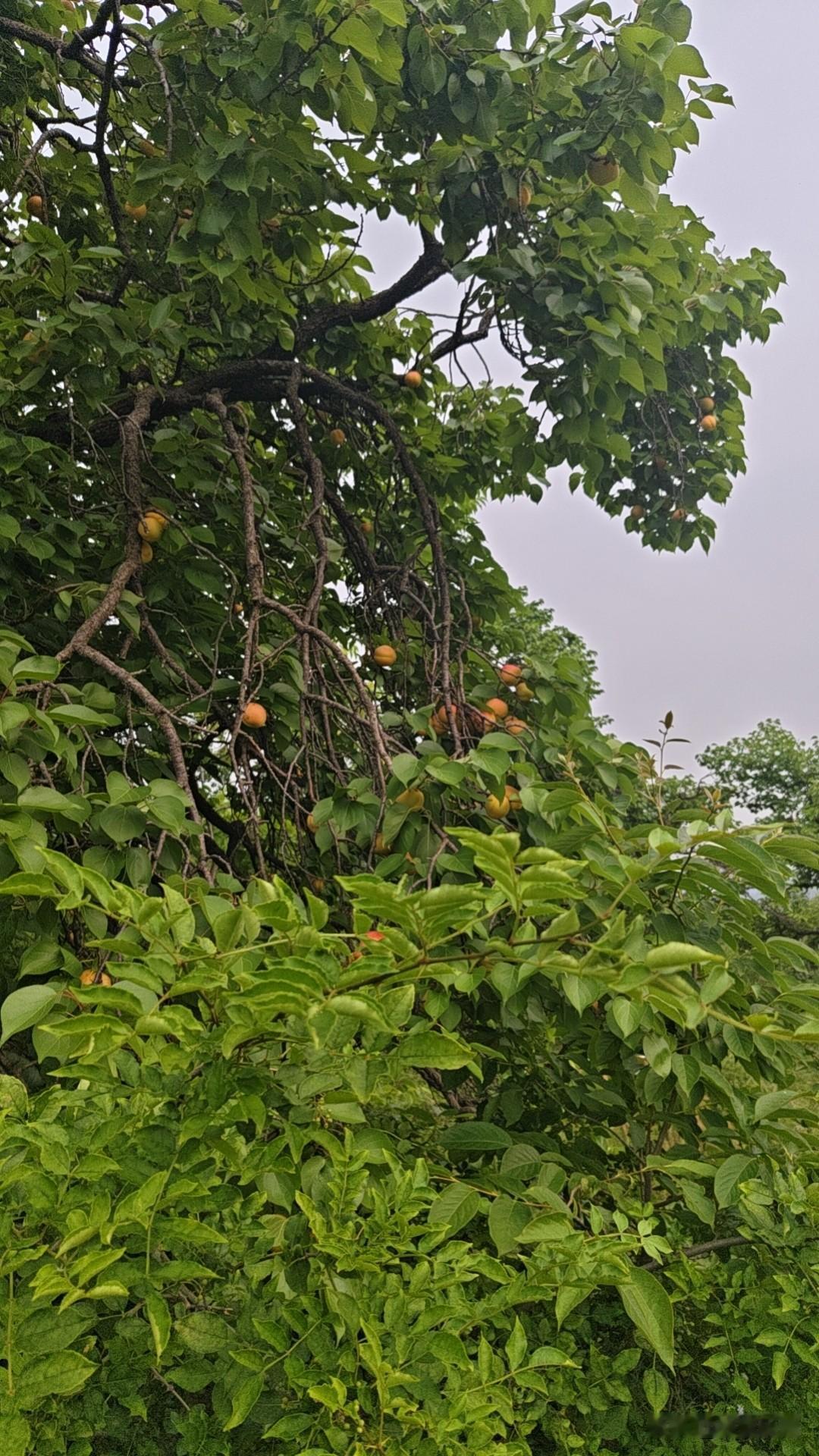 同事婆婆骨折住院，她和妯娌三人轮流照顾，半夜婆婆突然要大便，却非要小女儿过来伺候