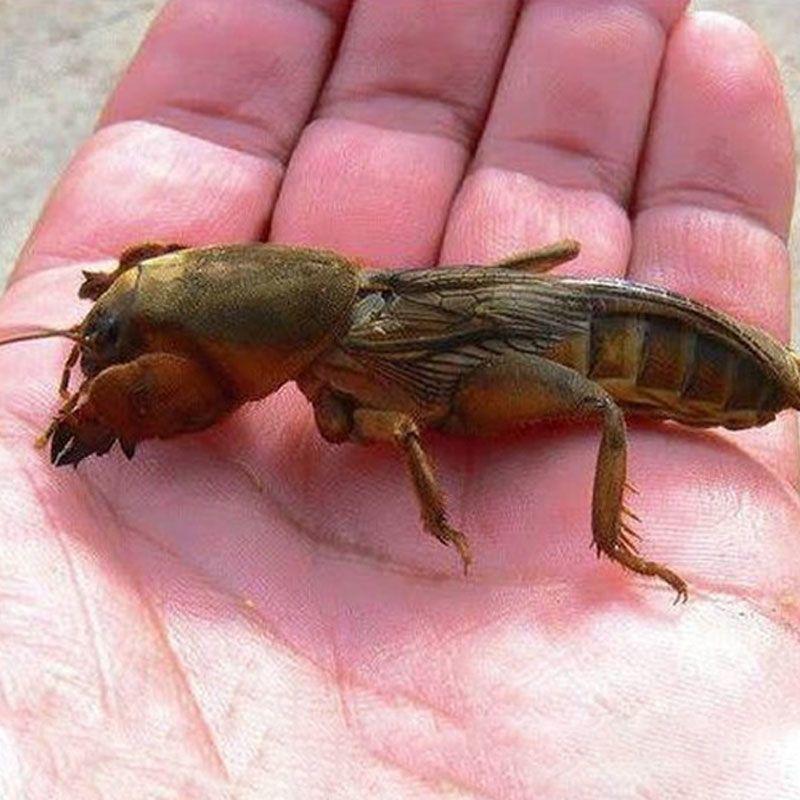 春天翻地，翻出一地麻烦，犁铧入土，一条黄褐色的虫子从土块里翻滚出来。前爪像两