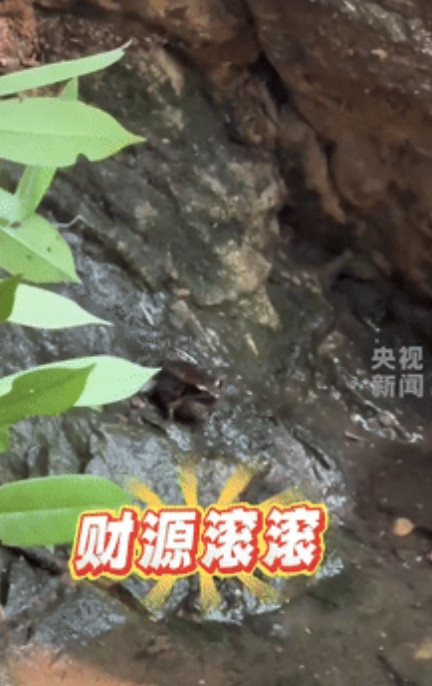 “意外的惊喜！”山东一女子游玩途中碰到了趴在石块上的“金蟾”，女子朝着它大喊财源