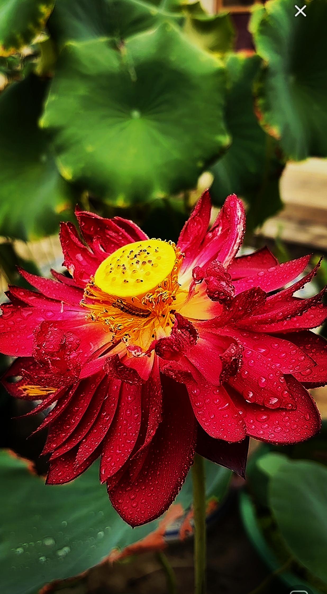 分享一组随手拍的花朵随手拍～